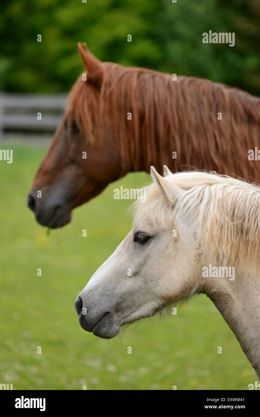 Pferd und Pony nebeneinander Stockfoto