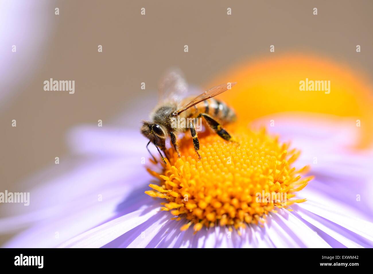 Honigbiene auf einer europäischen Bergaster Blüte Stockfoto
