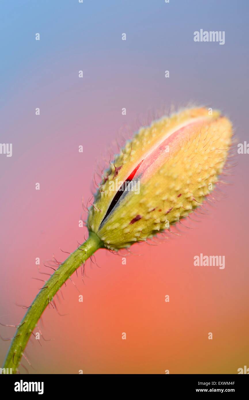 Klatschmohn Knospe Stockfoto