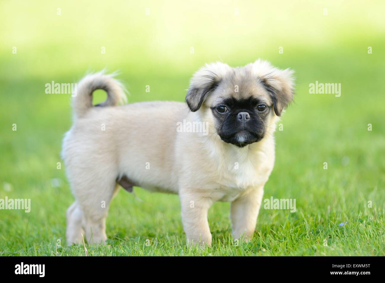 Tuckern (Chihuahua und Mops-Mix)-Hund-Welpe auf einer Wiese ...