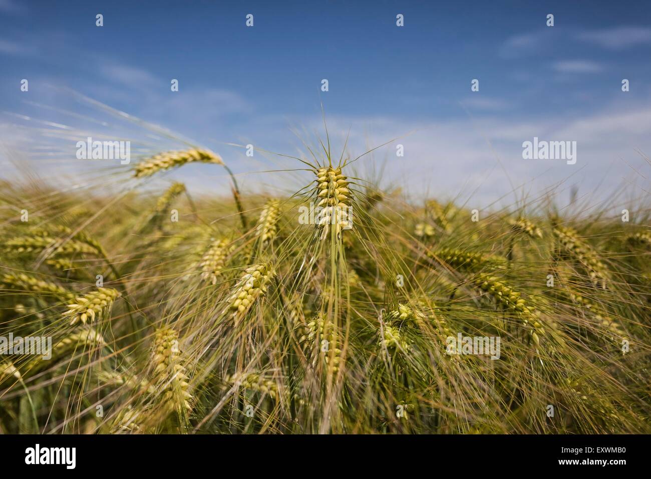 Reifende Gerste auf Feld Stockfoto