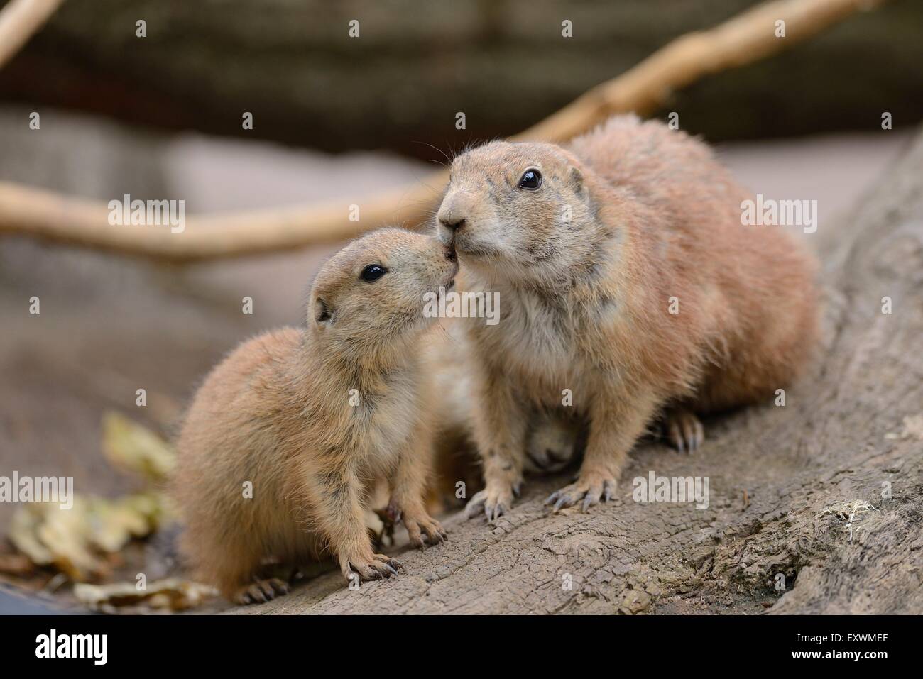 Black-tailed Prairie Dog Youngster mit Mutter Stockfoto