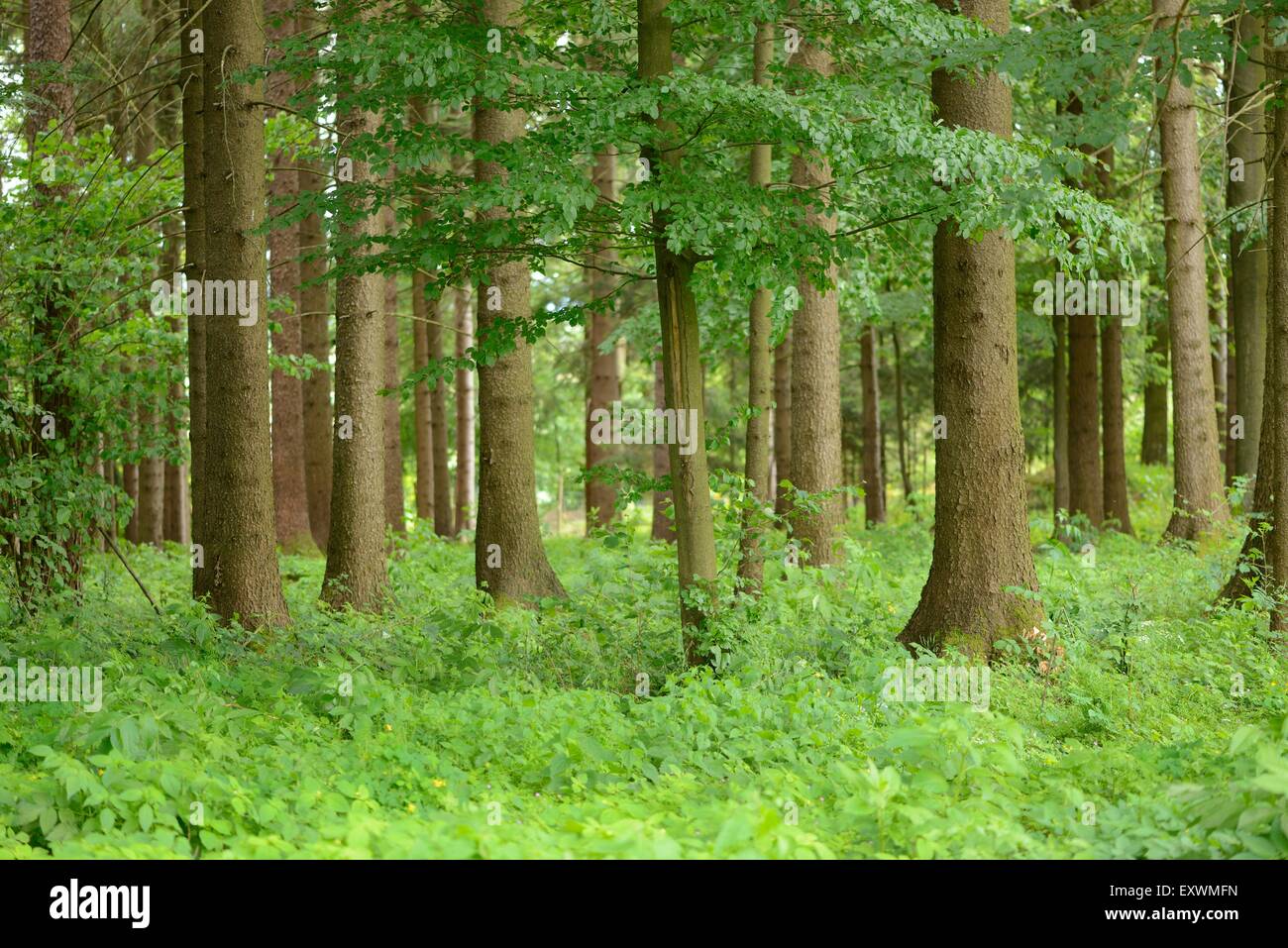 Wald im Frühjahr, Oberpfalz, Bayern, Deutschland Stockfoto