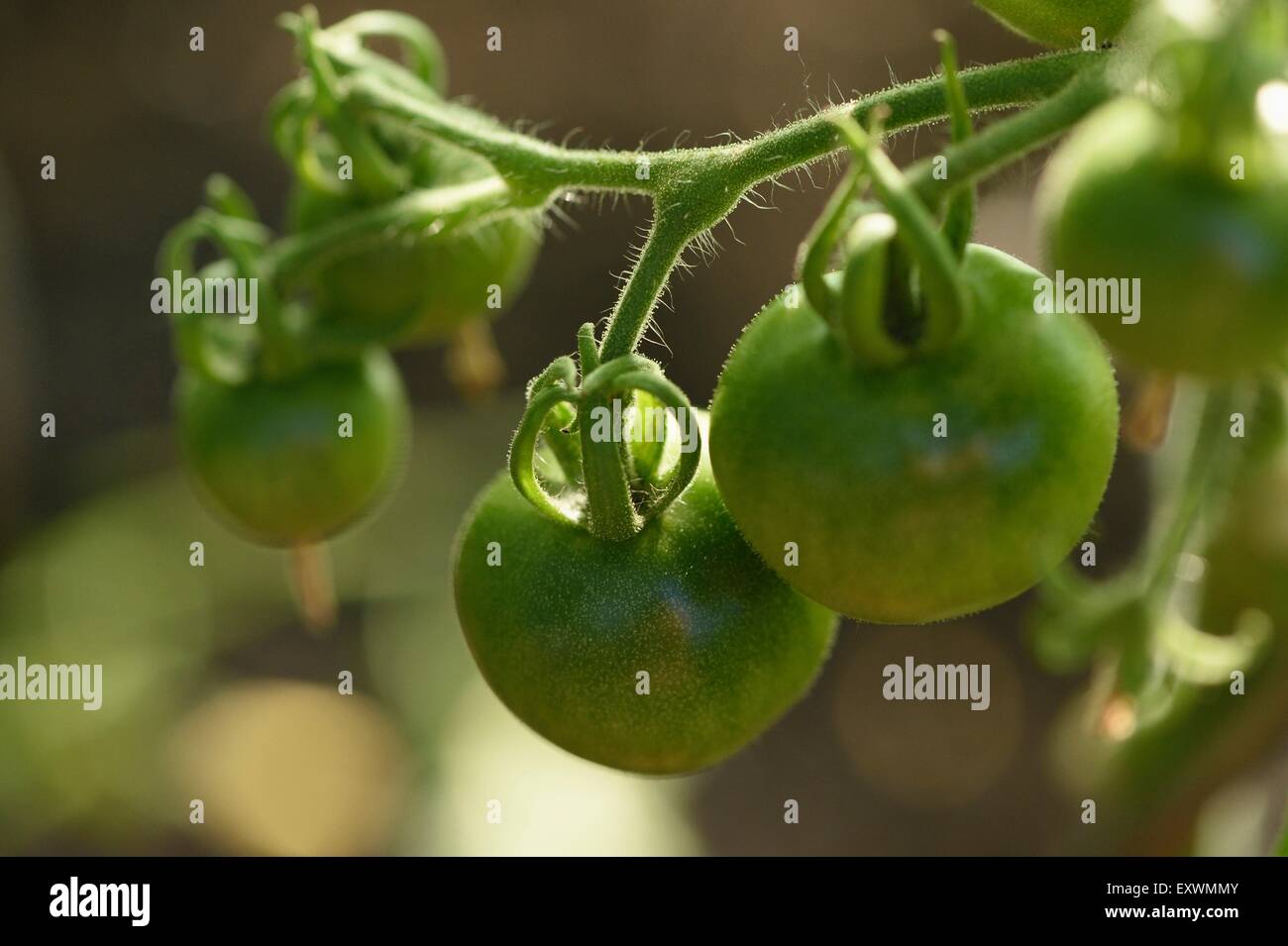 Grüne Tomaten an einer Pflanze Stockfoto