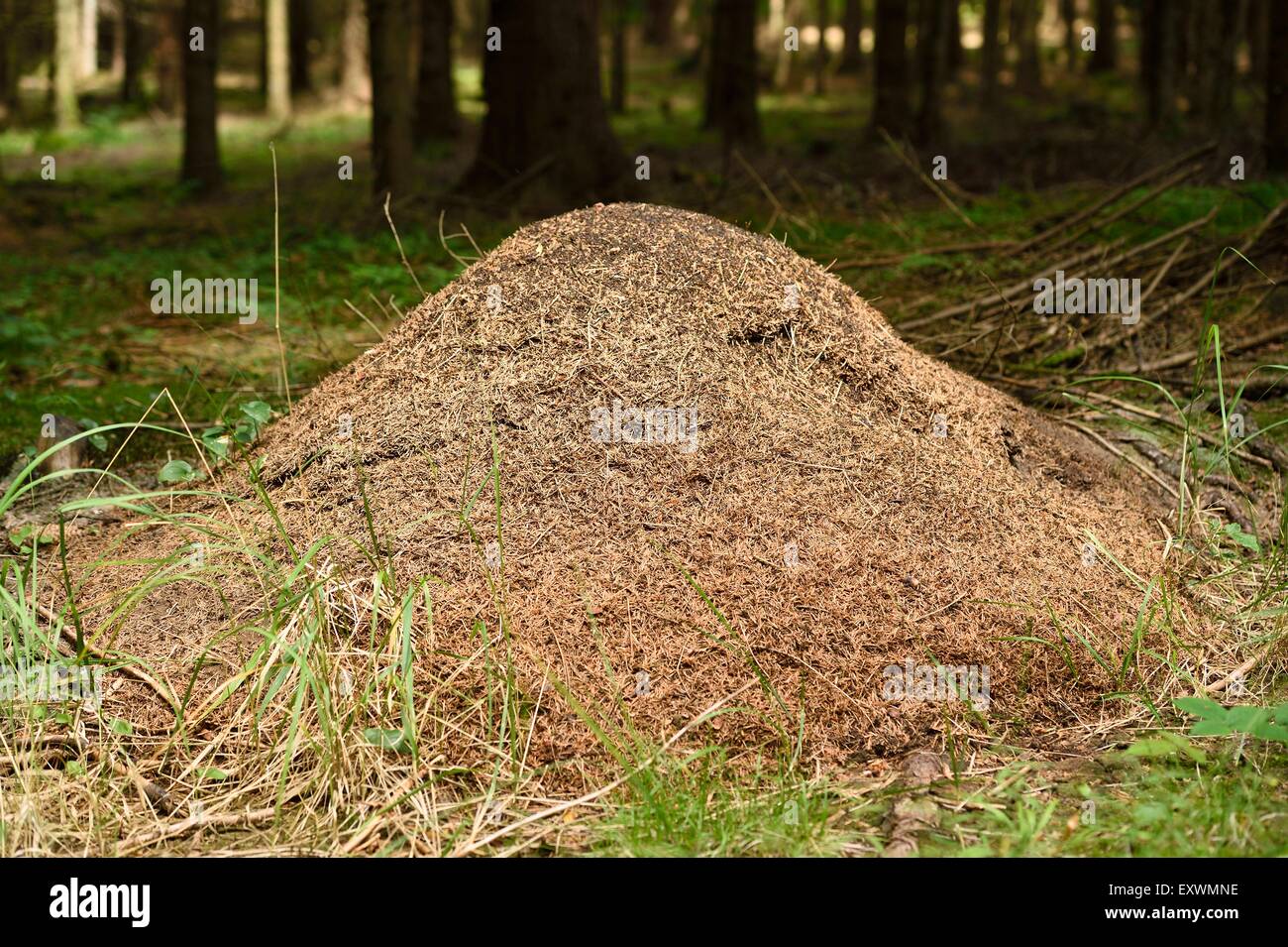 Ameisenhaufen im Wald Stockfoto