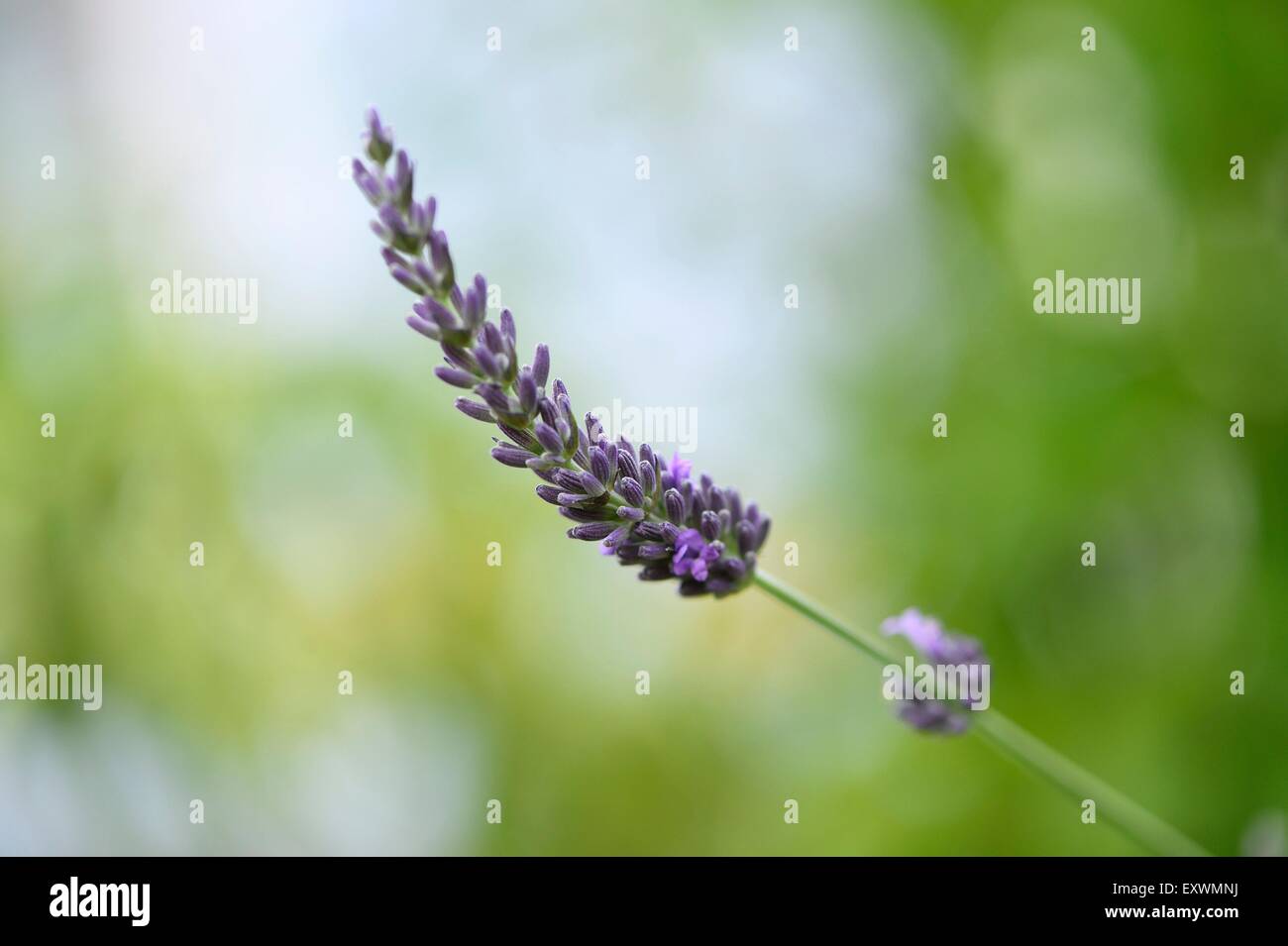 Nahaufnahme von einem gemeinsamen Lavendelblüte Stockfoto