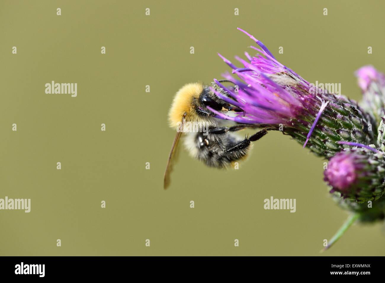 Gemeinsamen Karde Biene auf einer Distel kriechend Stockfoto