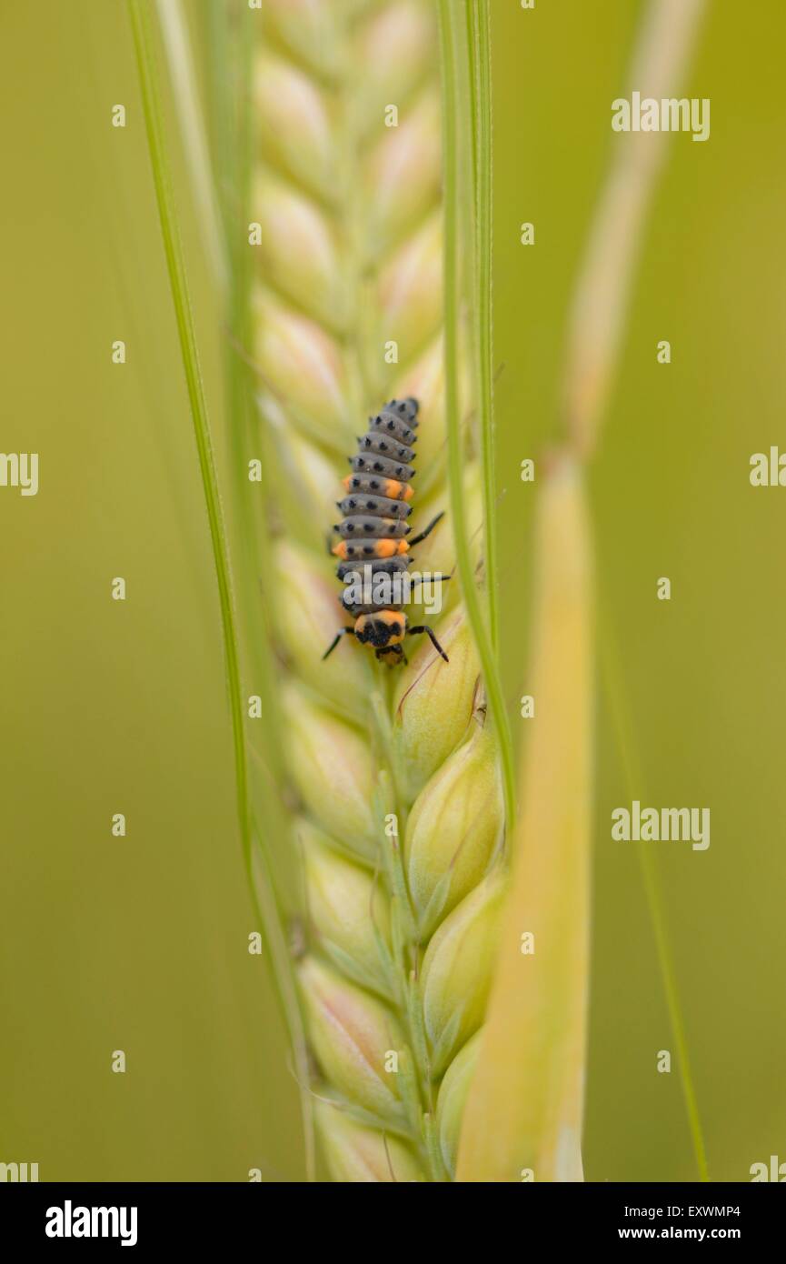 Seven-Spot Ladybird Grub auf Gerste Stockfoto