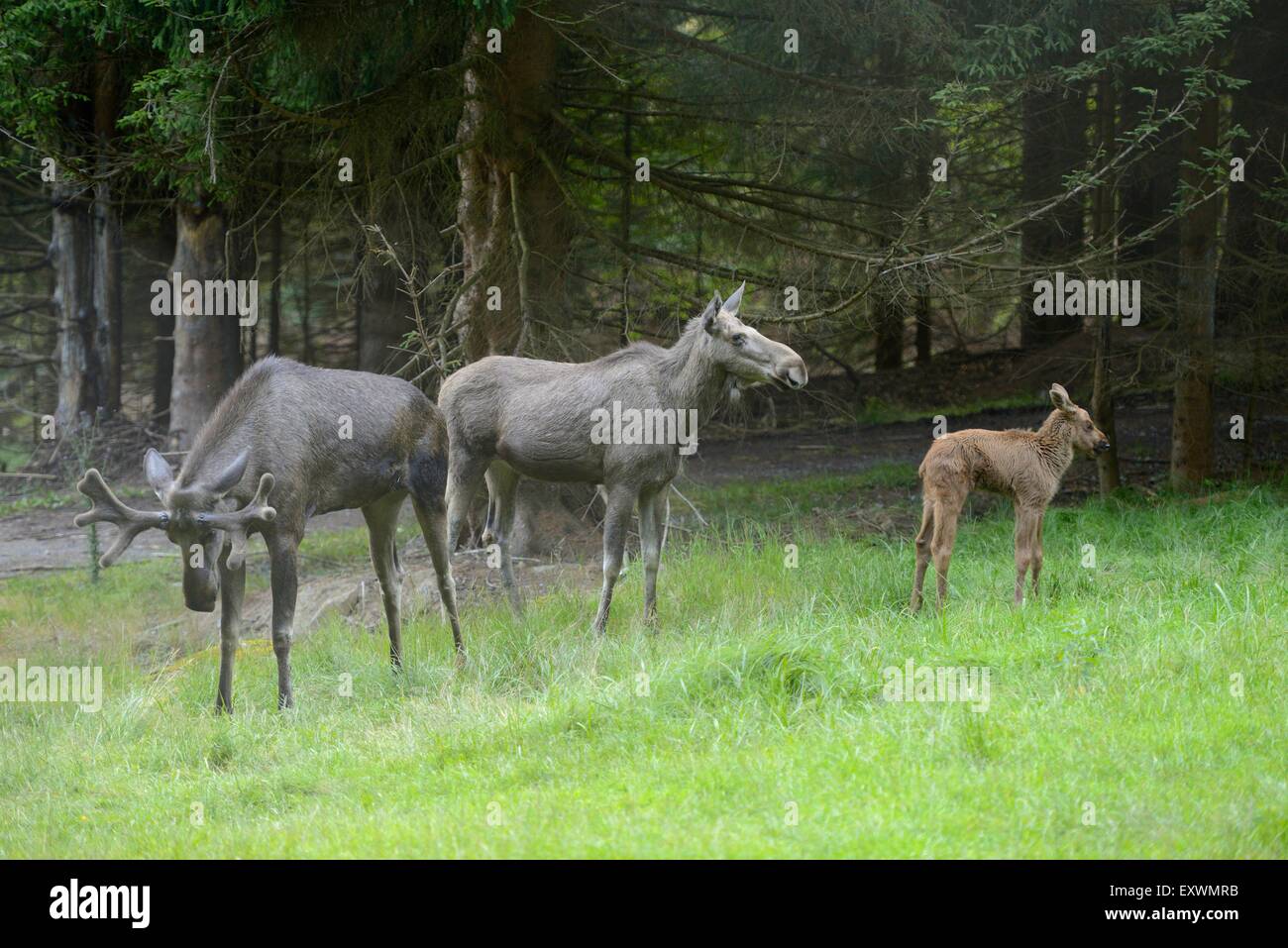 Elch-Familie im Bayerischen Wald, Deutschland Stockfoto