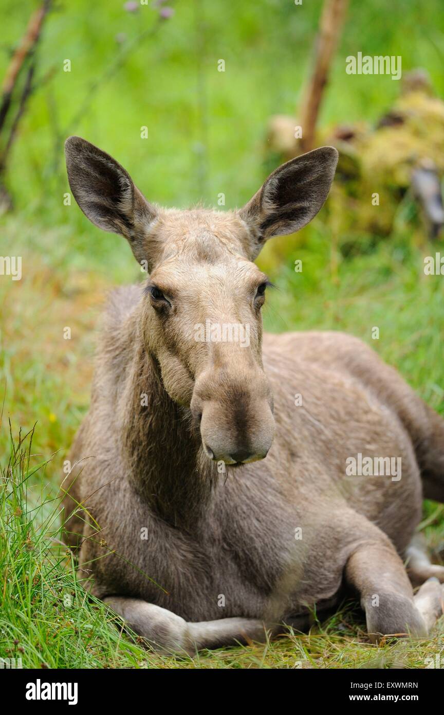 Elche liegen im Rasen im Bayerischen Wald, Deutschland Stockfoto