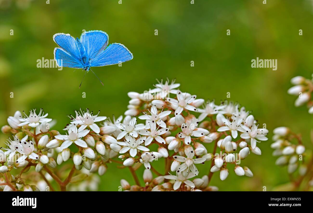 Adonis blaue Blüte nähert sich Stockfoto