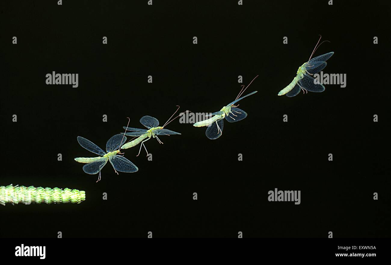 Grüne Florfliege fliegen, Bildsequenz Stockfoto