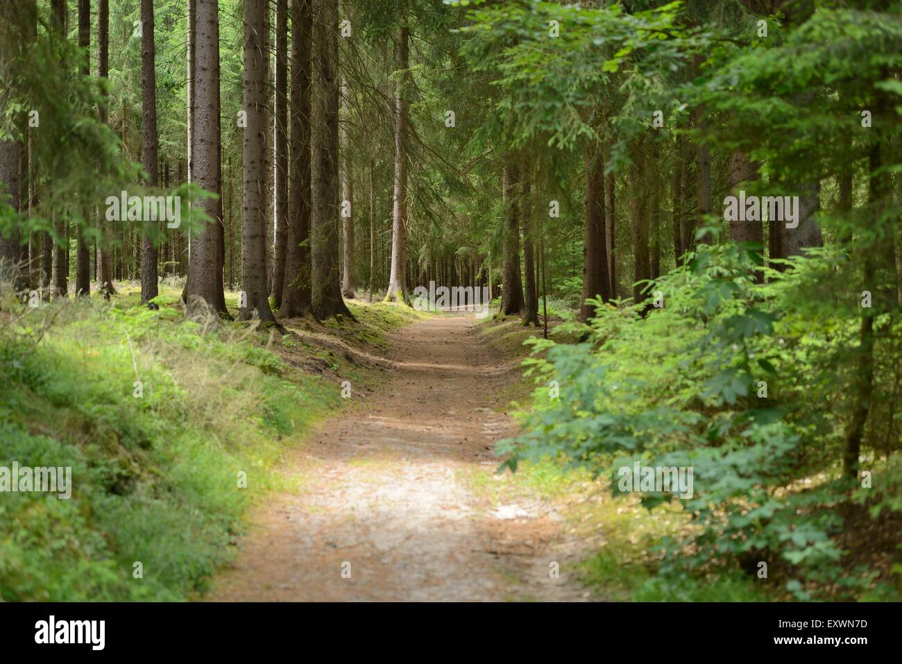 Weg gehen durch einen Fichtenwald, Bayern, Deutschland Stockfoto