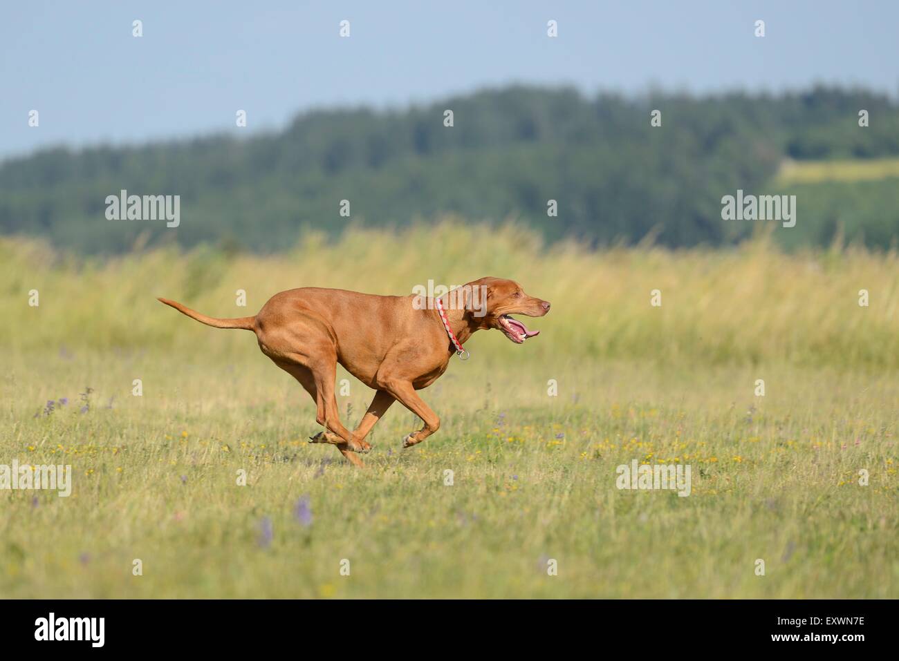 Magyar Vizsla, die auf einer Wiese Stockfoto