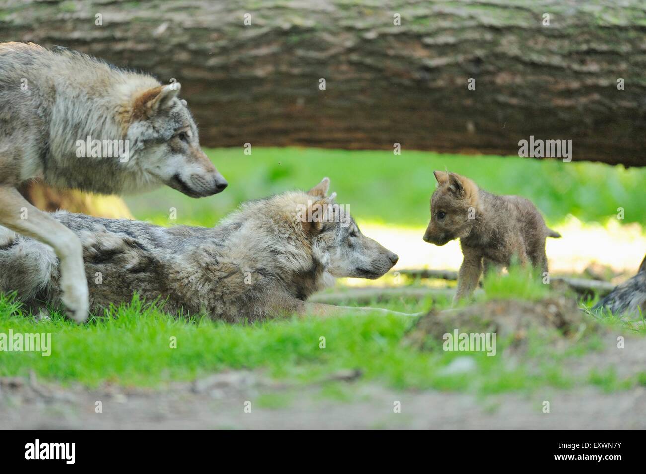 Ihre Familie Gray wolf Stockfoto