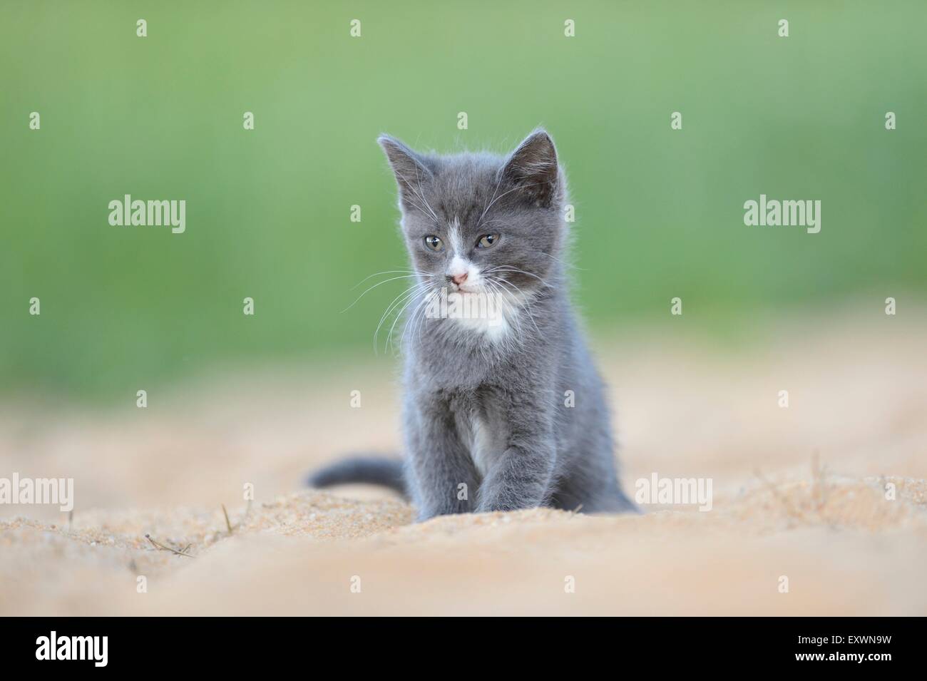 Kätzchen im Sand sitzen Stockfoto