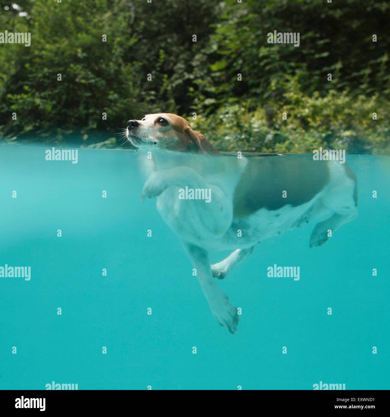 Beagle in einem Pool schwimmen Stockfoto