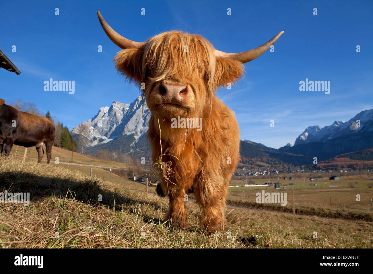Hochlandrinder, Ehrwald, Tirol, Österreich Stockfoto