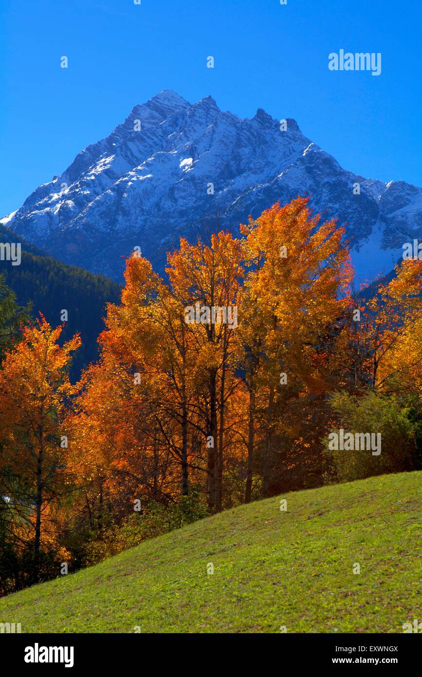 Wiese mit Bäumen am Piz Pisoc, Unterengadin, Schweiz Stockfoto