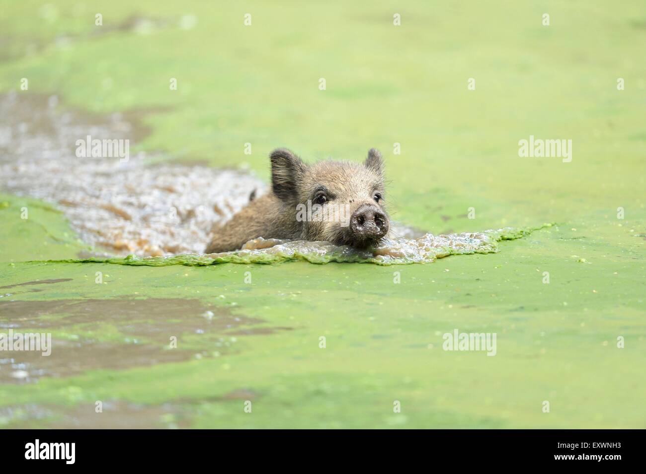 Wildschwein in einem See Stockfoto
