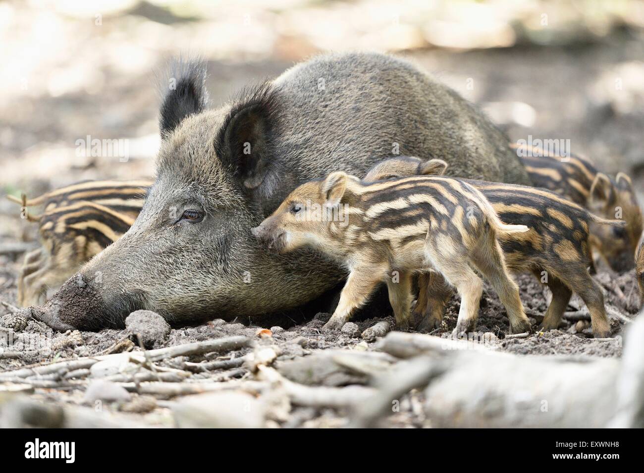 Wildschwein-Rookies mit ihrer Mutter in einem Wald Stockfoto