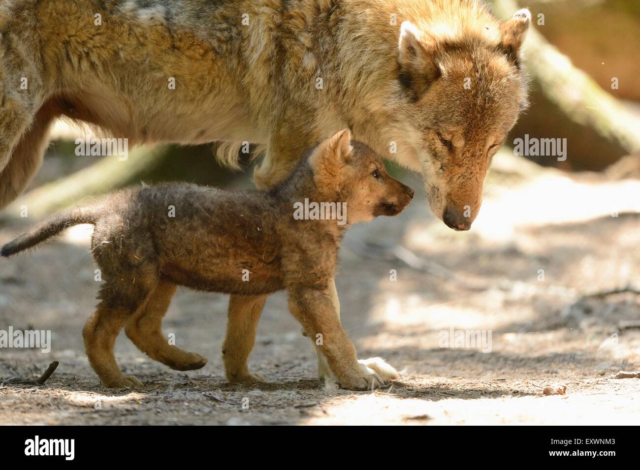Grauer Wolf Welpe mit seiner Mutter Stockfoto