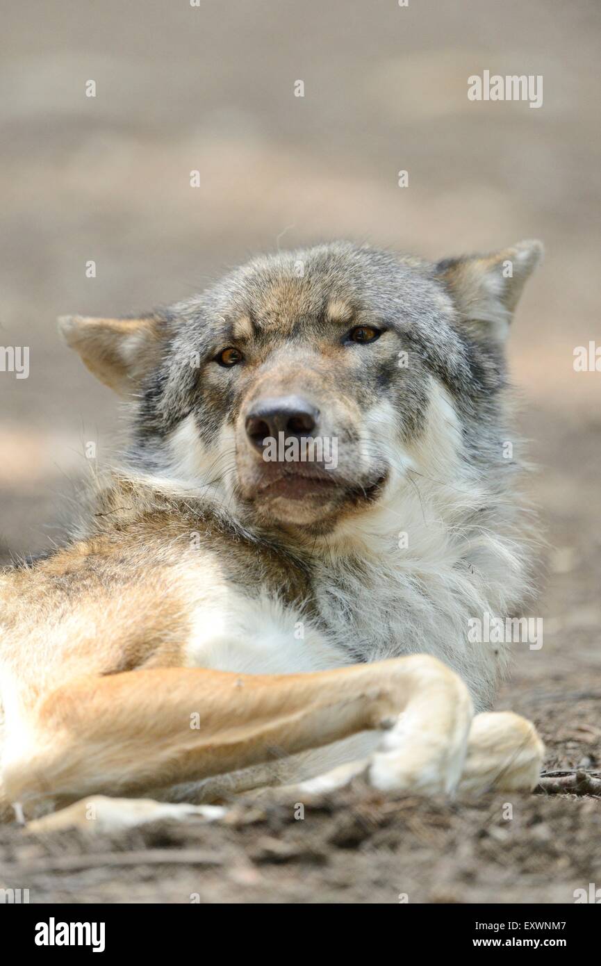 Porträt eines grauen Wolfes Stockfoto