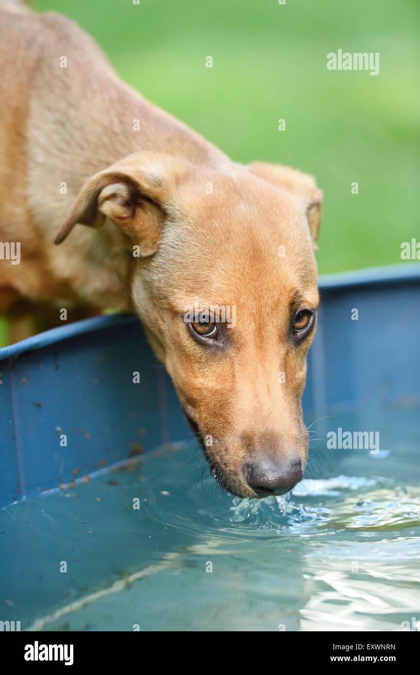 Mischlingshund Trinkwasser, Oberpfalz, Bayern, Deutschland, Europa Stockfoto