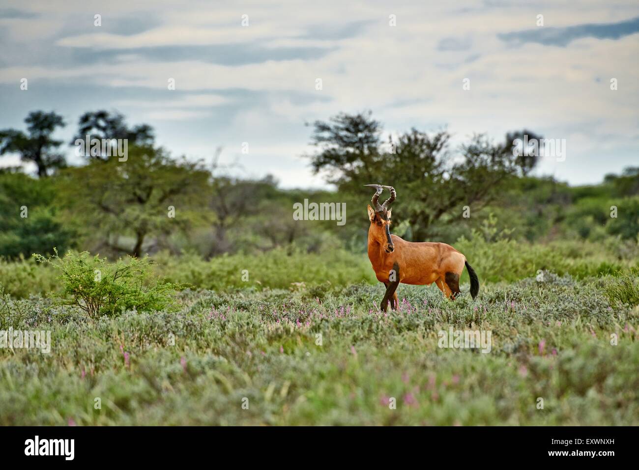 Kuhantilopen, Kgalagadi Transfrontier Park, Kalahari, Südafrika, Botswana Stockfoto
