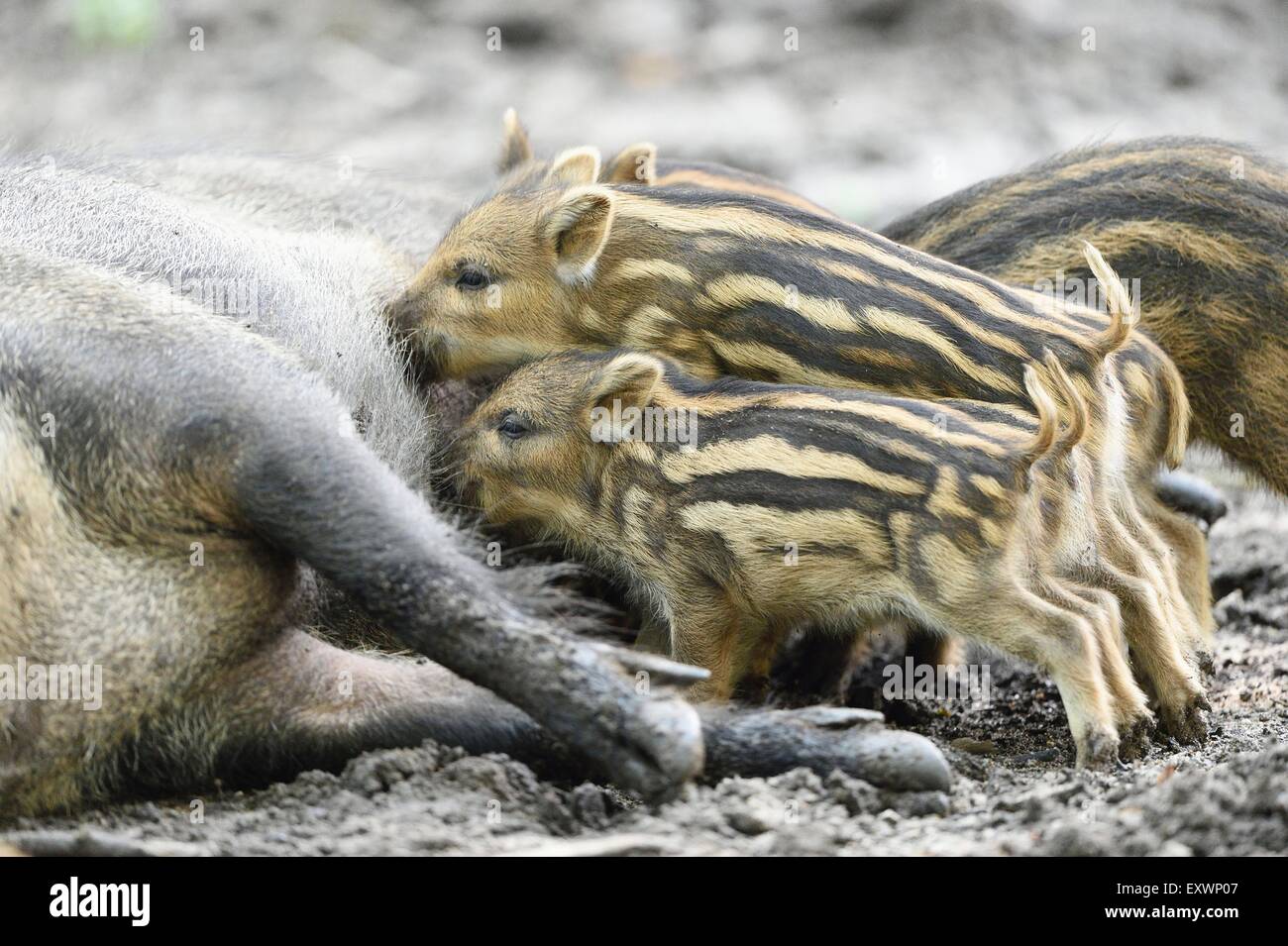 Wildschwein Mutter stillen ihre rookies Stockfoto