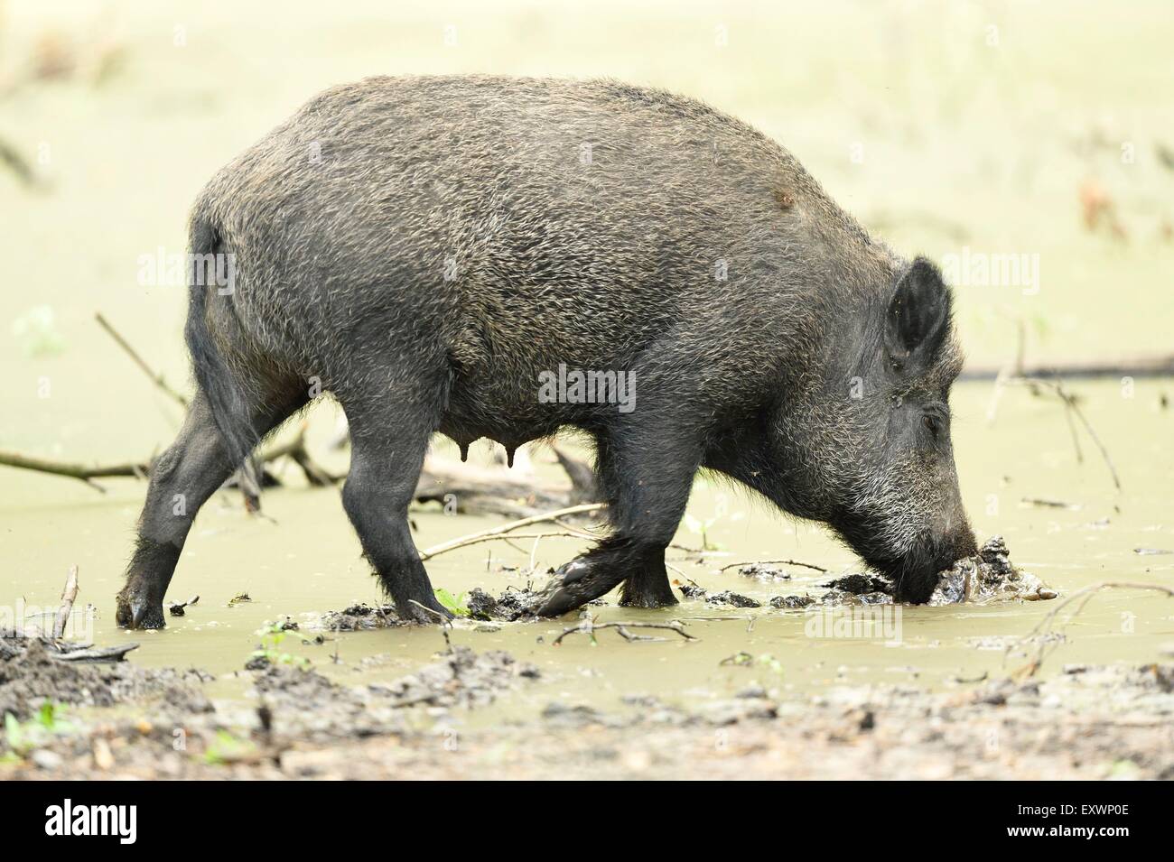 Wildschwein in einem Sumpf Stockfoto