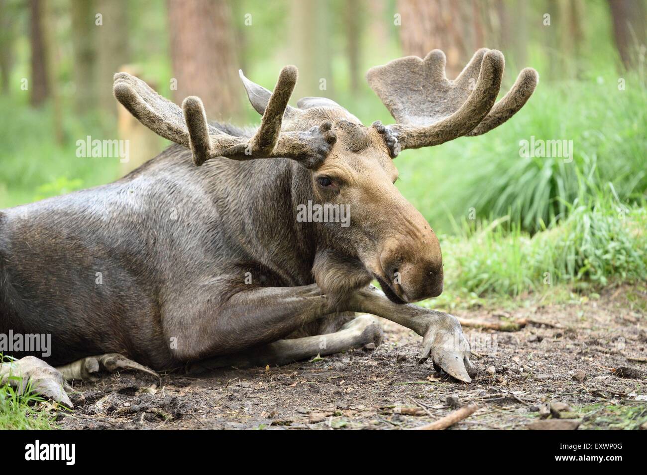 Eurasischen Elch Bulle liegt in einem Wald Stockfoto