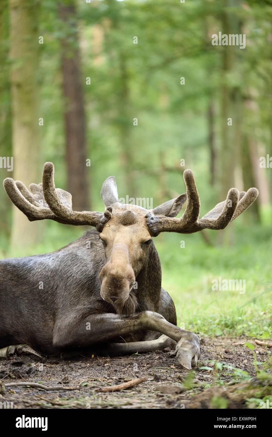 Eurasischen Elch Bulle liegt in einem Wald Stockfoto