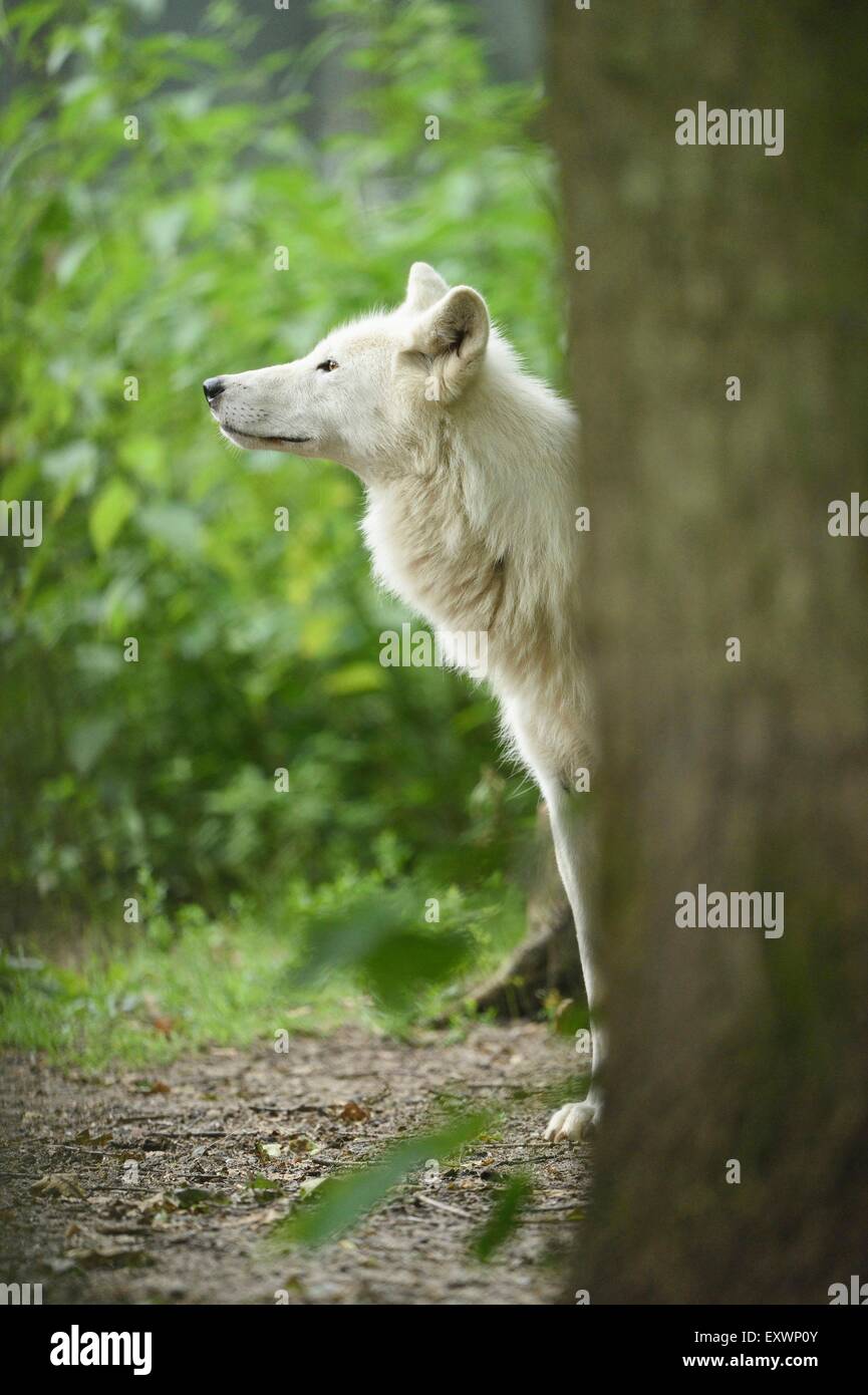 Polarwolf in einem forst Stockfoto