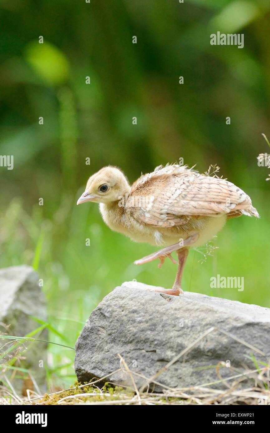Blaue Pfauen Küken auf einem Felsen Stockfoto