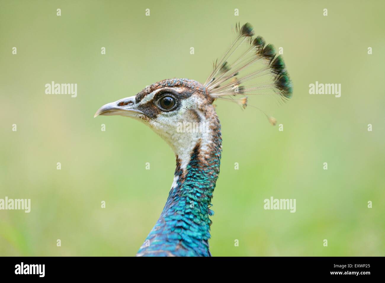 Blaue Pfauen Stockfoto