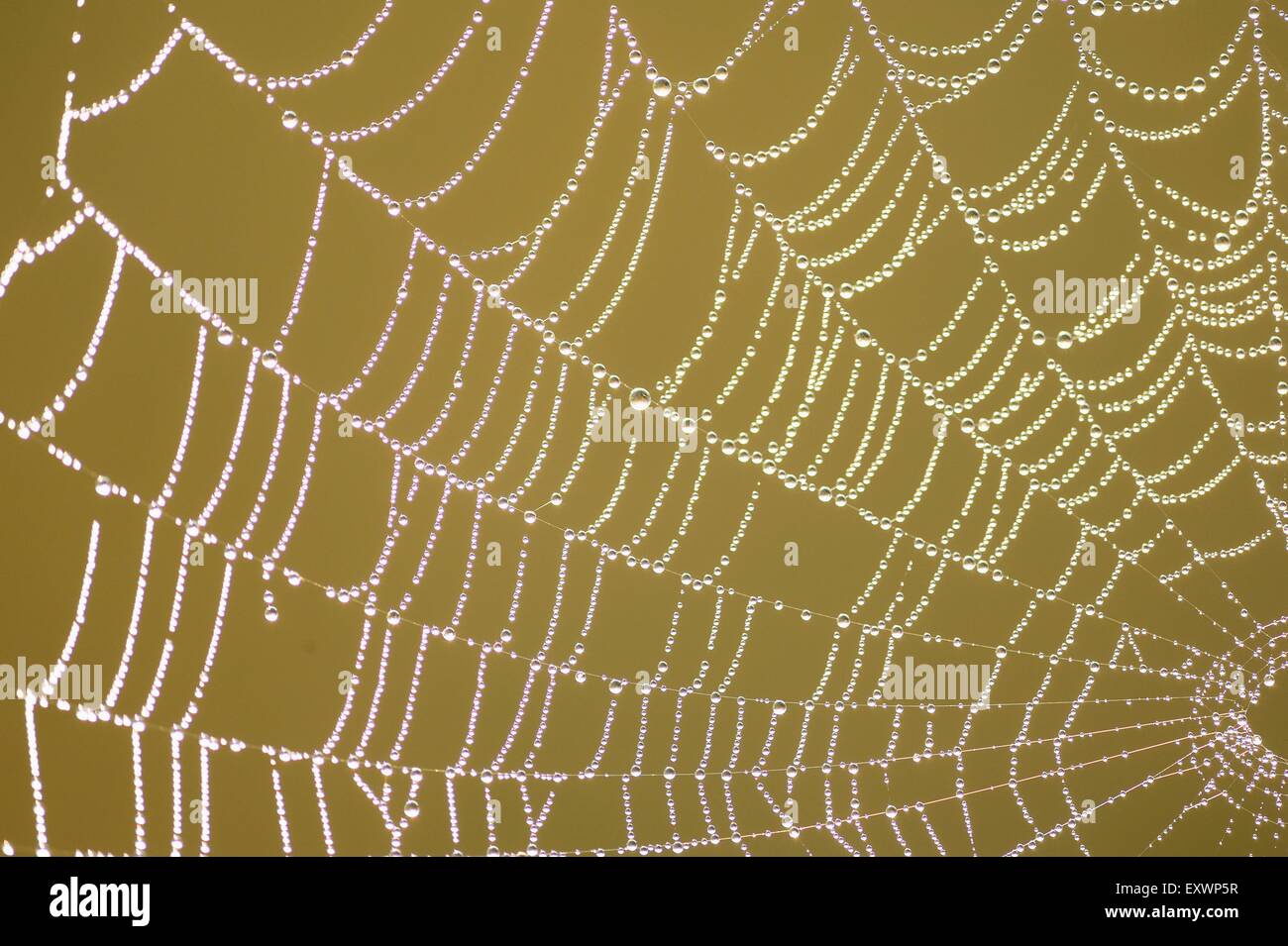 Nahaufnahme von einem Spinnennetz mit Tautropfen Stockfoto