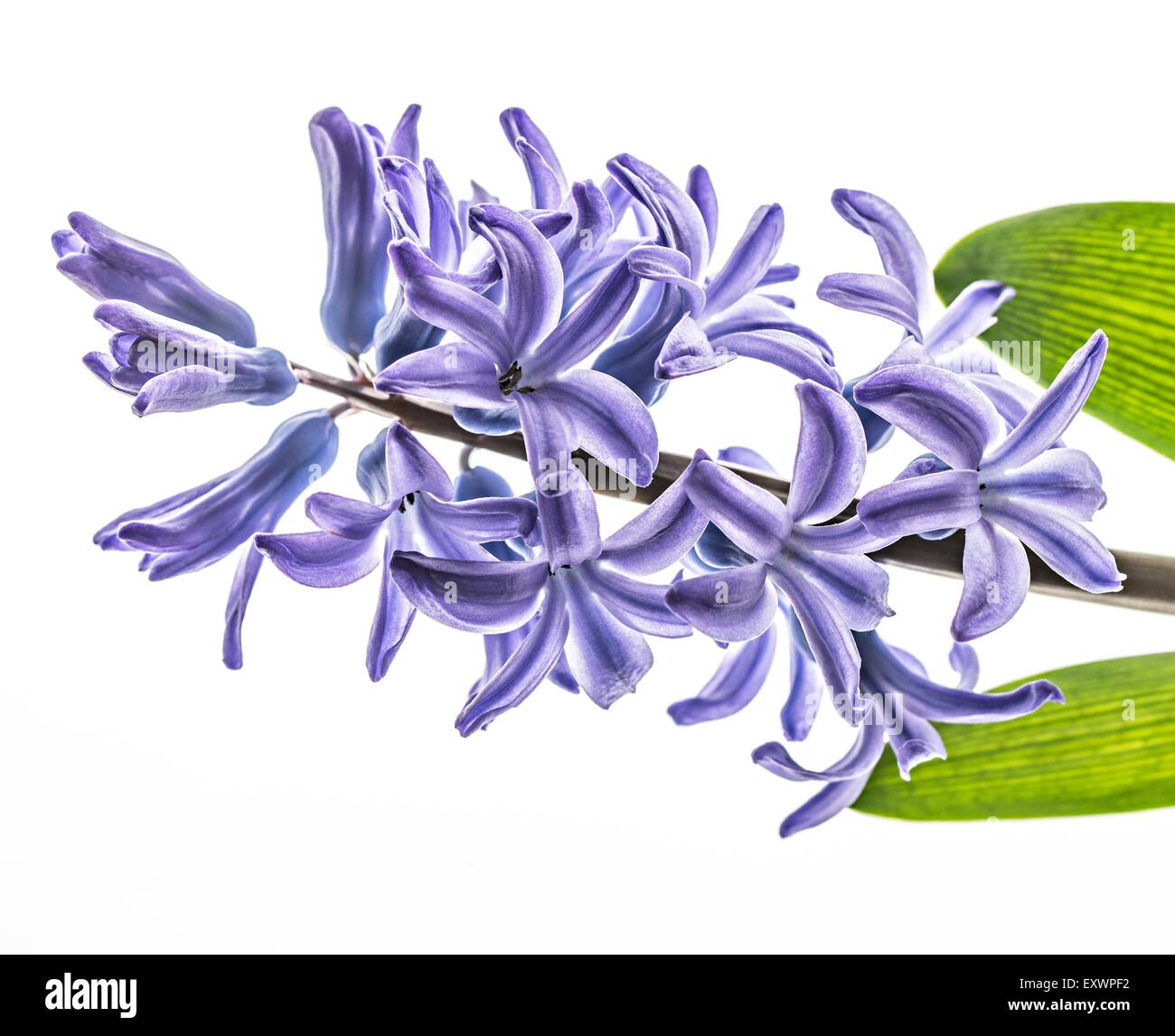 Blaue Hyazinthe Stockfoto