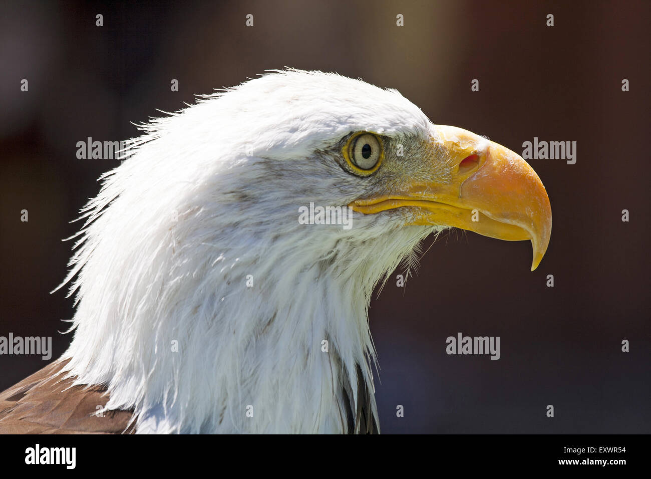 Eine schöne North American Bald Eagle. Stockfoto