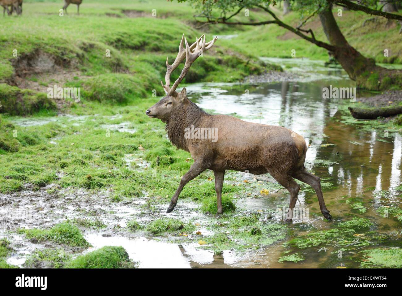 Männliche Rotwild zu Fuß in einem Bach Stockfoto