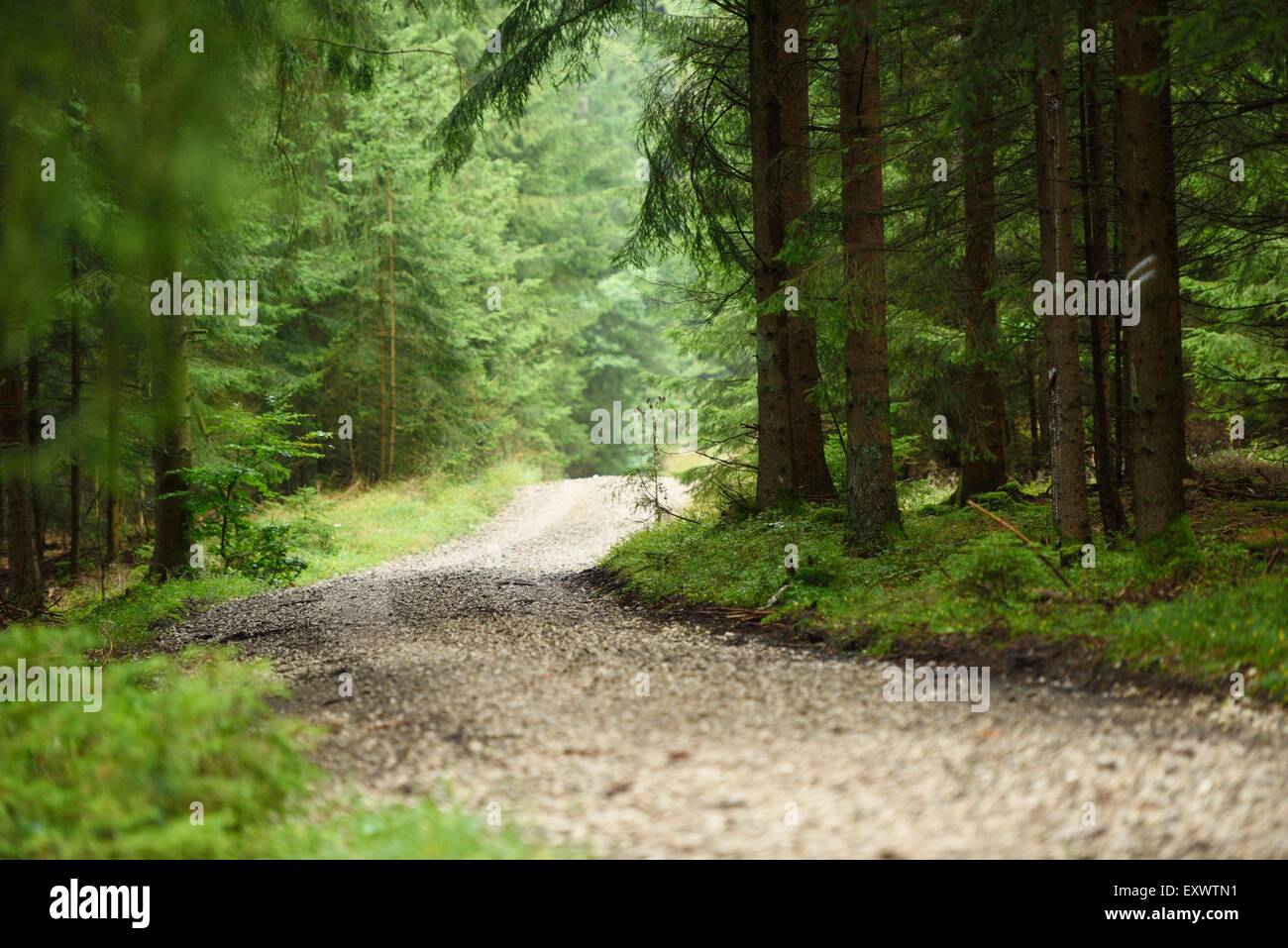 Weg durch Fichtenwald in Oberpfalz, Bayern, Deutschland Stockfoto