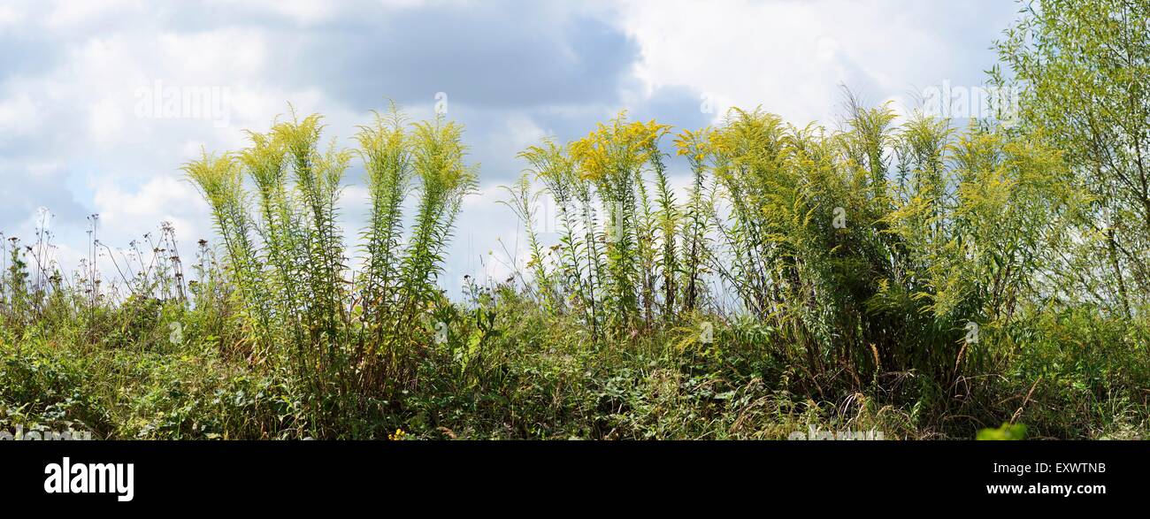 Kanada Goldrute Stockfoto