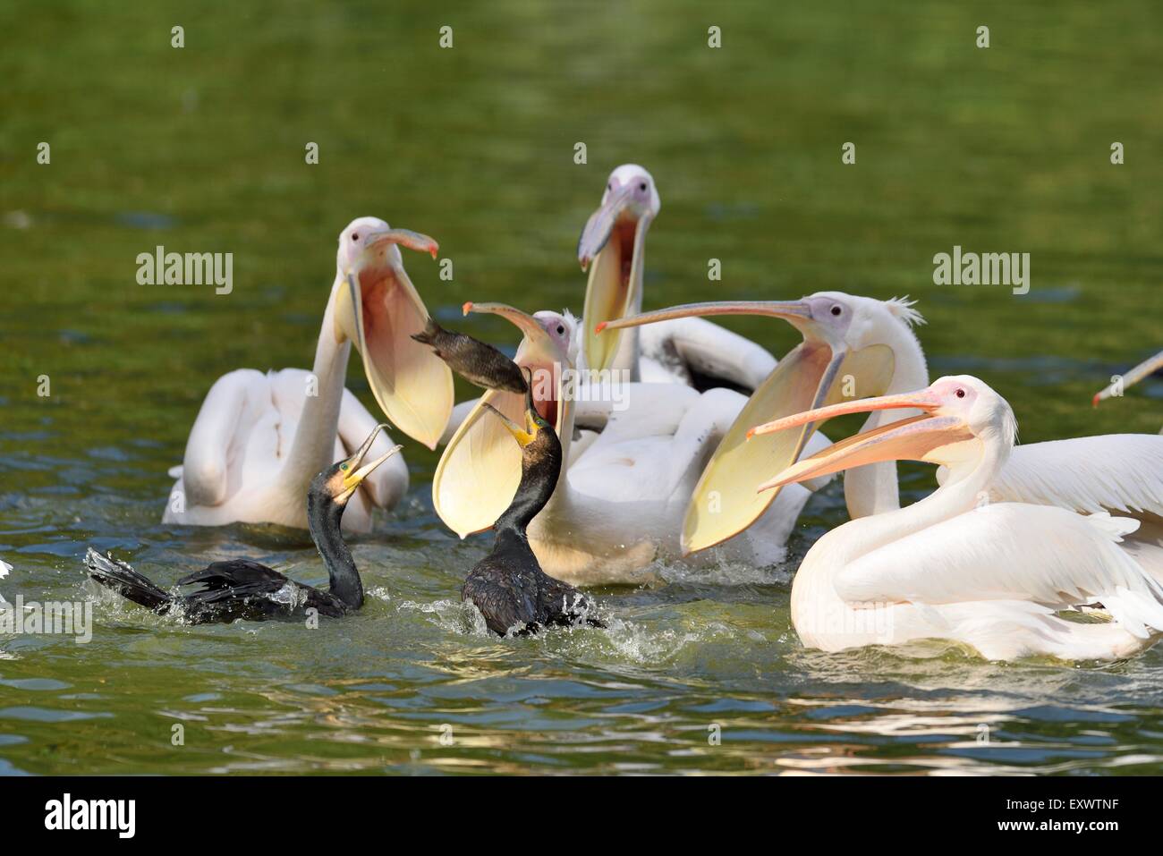 Gruppe der große weiße Pelikane auf einem See Stockfoto