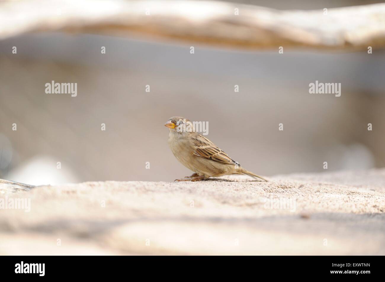 Haussperling Stockfoto