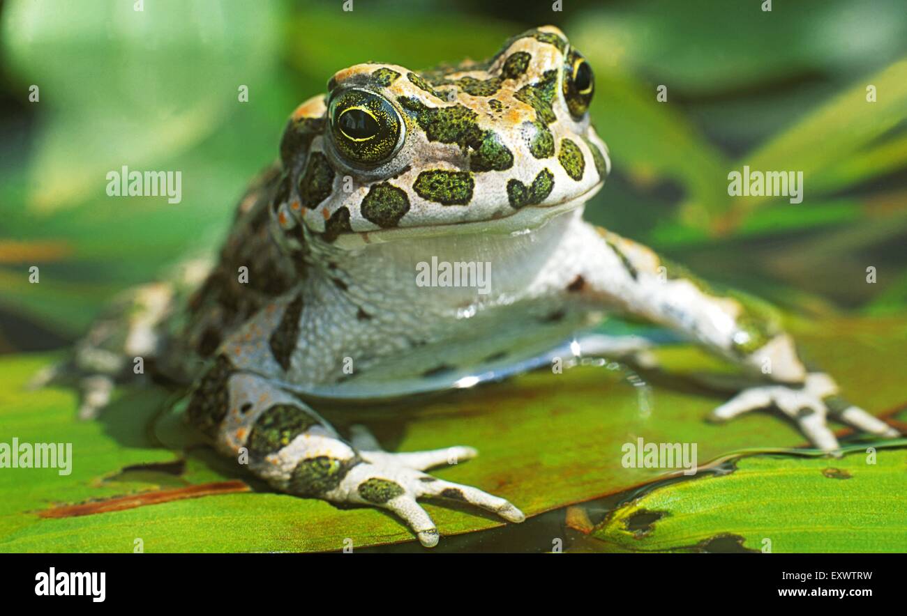 Europäische grüne Kröte, Bufo Viridis, im Teich Stockfoto