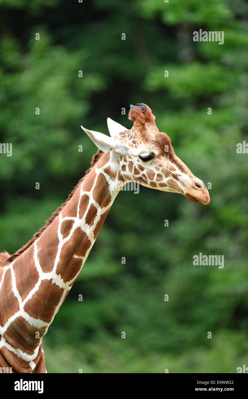 Netzartige giraffe Stockfoto