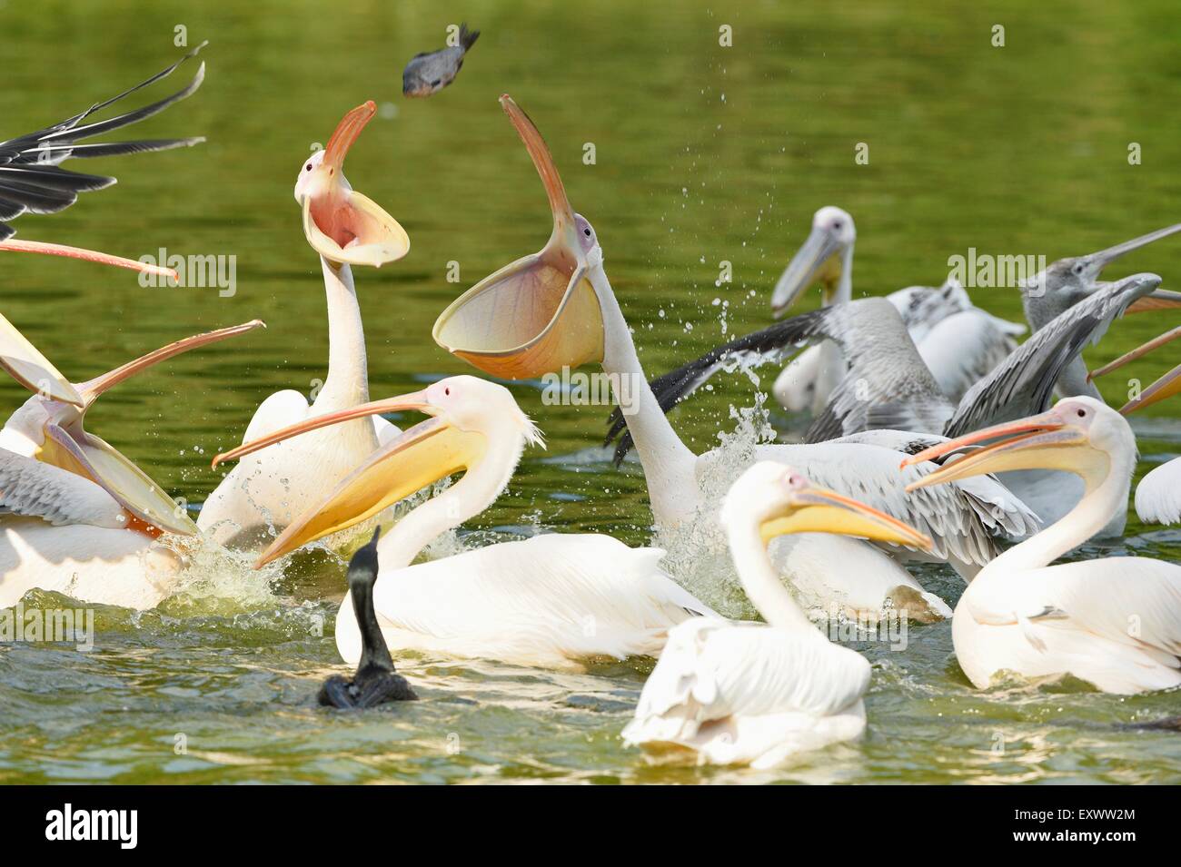Gruppe der große weiße Pelikane auf einem See Stockfoto