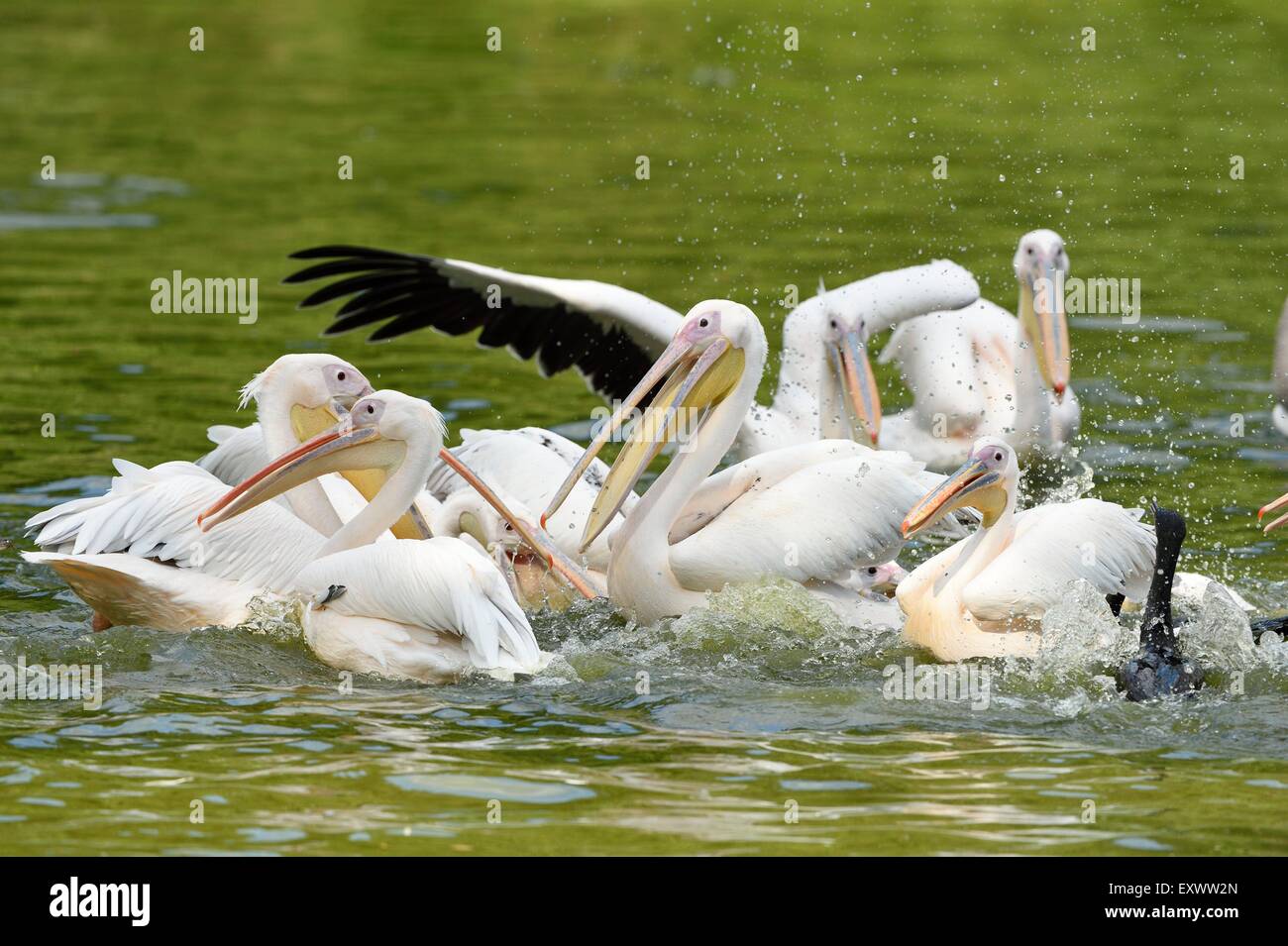 Gruppe der große weiße Pelikane auf einem See Stockfoto