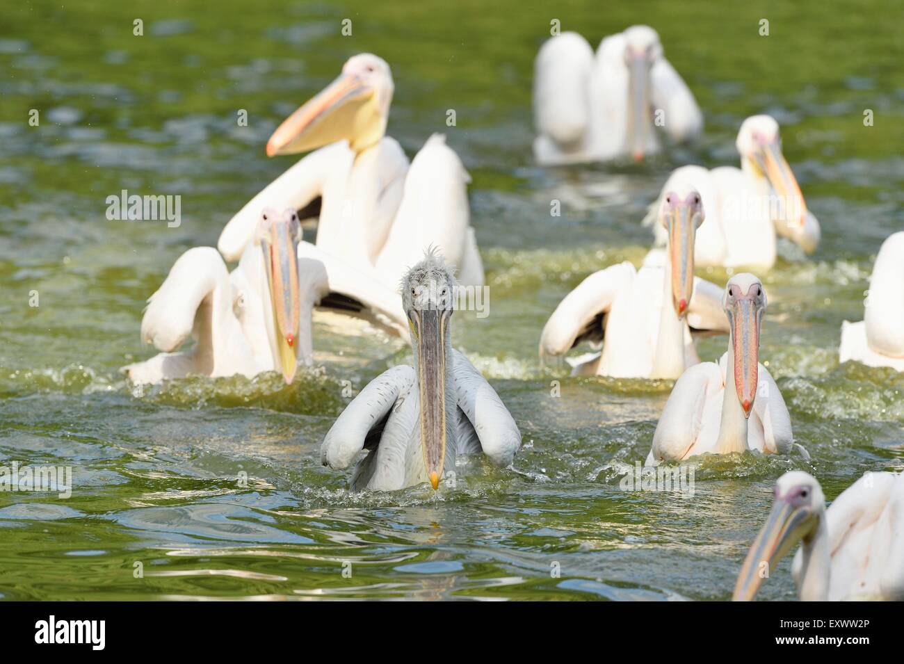 Gruppe der große weiße Pelikane auf einem See Stockfoto