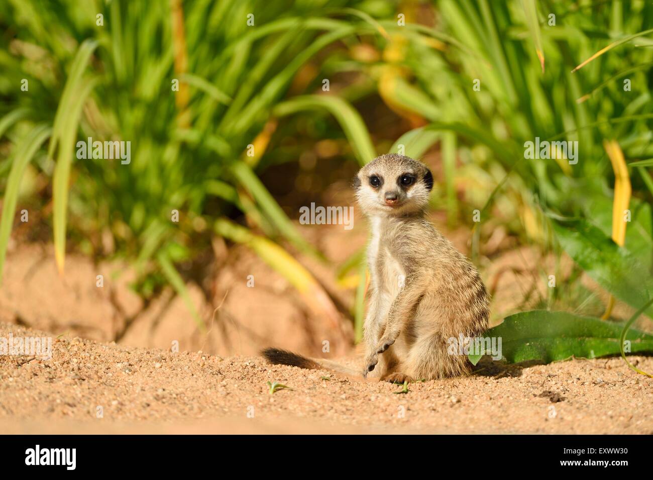 Erdmännchen-youngster Stockfoto